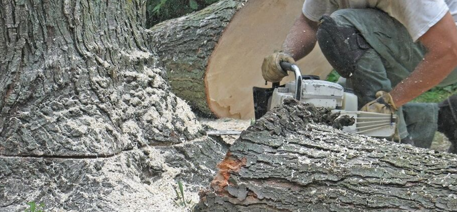 Abattage d'un arbre malade par un employé de Emondage Saint-Augustin.