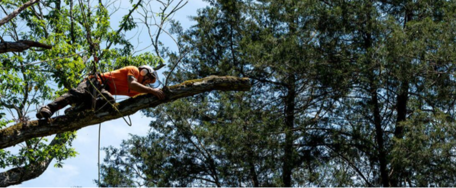 Podador de Emondage Saint-Augustin que trabaja en altura en un árbol.