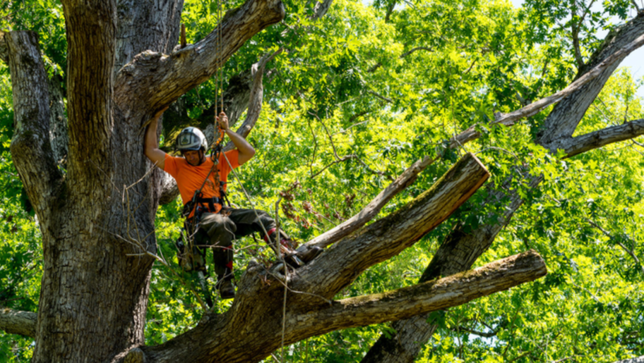 El podador de Emondage Saint-Augustin trabaja en lo alto de un árbol para hacer la poda.
